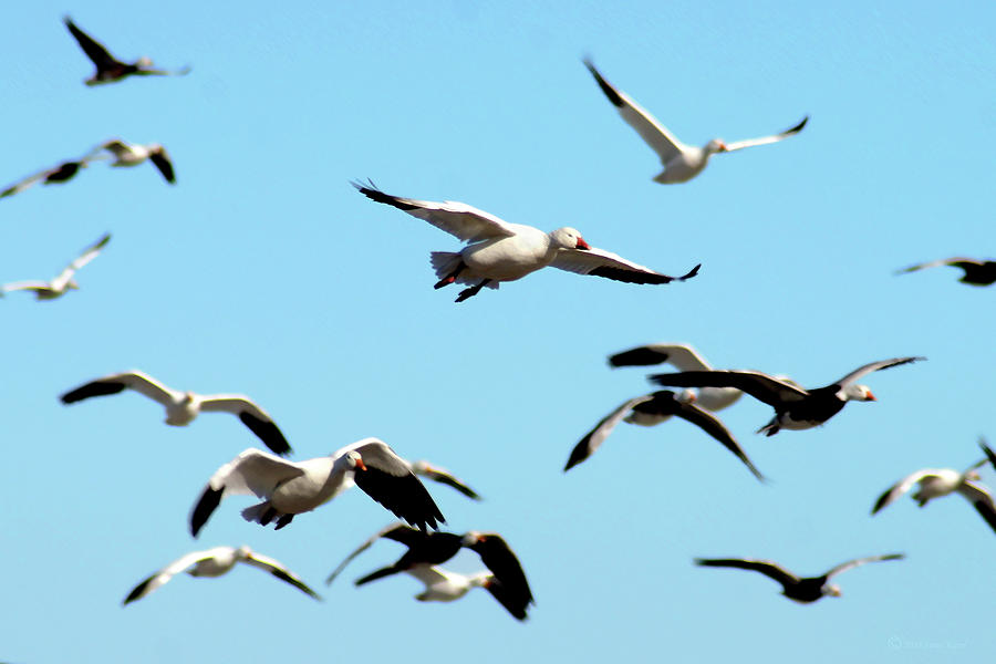 Flock in Flight Photograph by Steve Karol