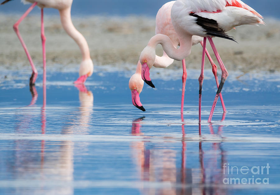 Flock Life Wildlife Photograph By Roberto Murgia