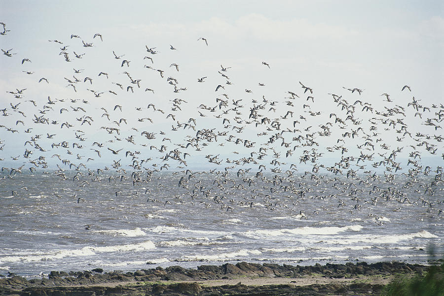 Flock Of Birds Photograph by Epics