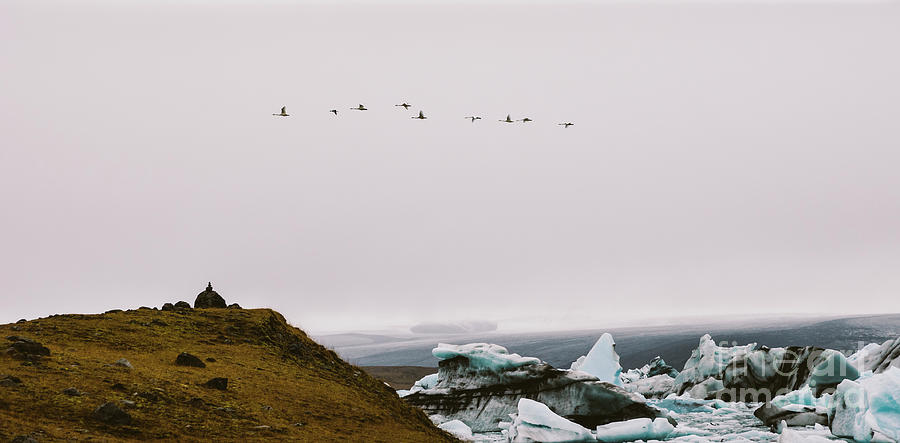Flock of birds flying, glacial ice melting on mountais of iceland Photograph by Joaquin Corbalan