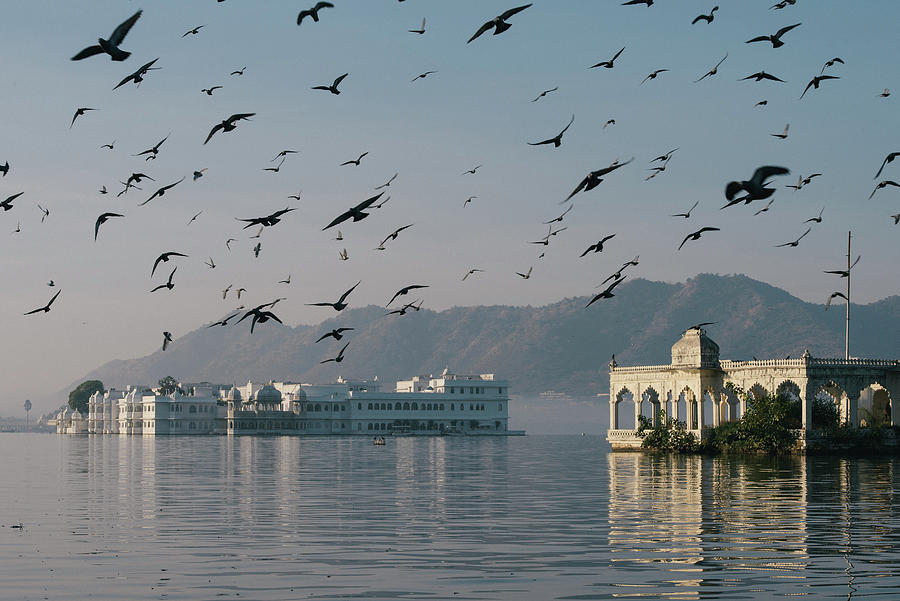 Wildlife Digital Art - Flock Of Birds Over Lake Palace Hotel On Lake Pichola, Udaipur, Rajasthan, India by Matt Dutile