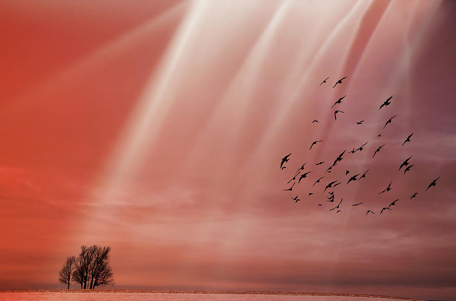 Flock Of Birds Photograph by Shobeir Ansari