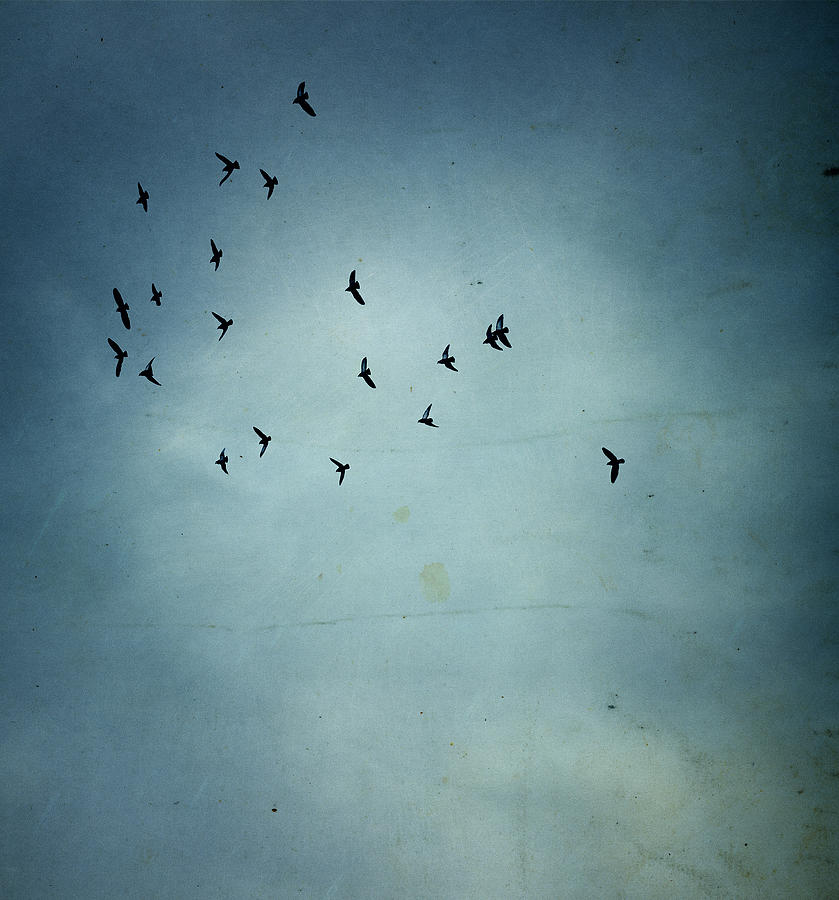 Flock Of Birds Photograph by Thepalmer