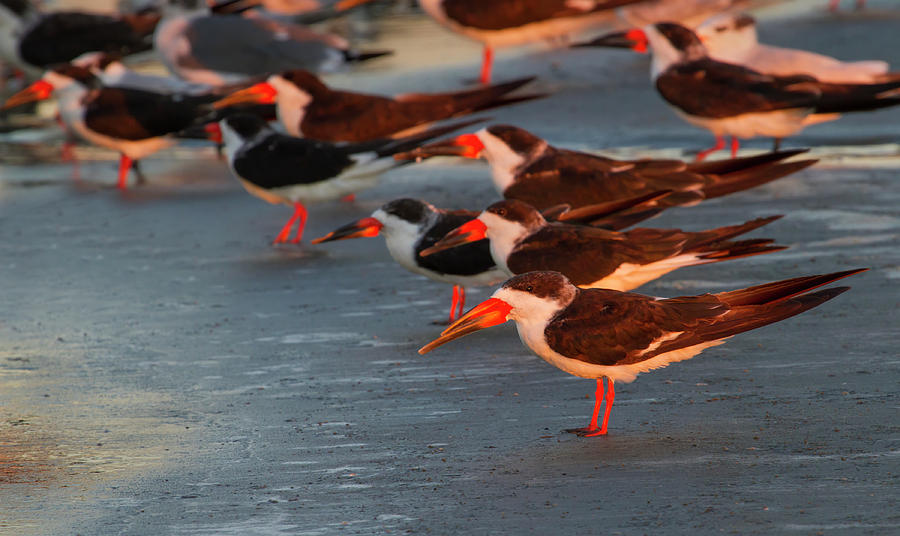 Flock Of Black Skimmers At Sunset Photograph by Ivan Kuzmin