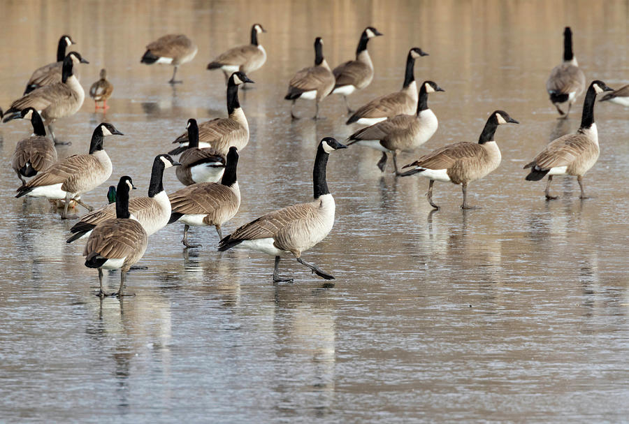 flock of canadian geese