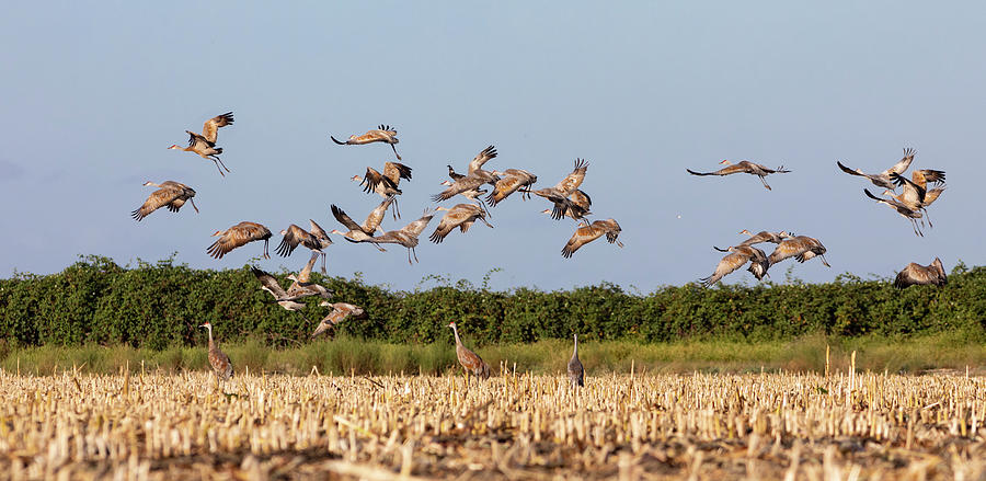 Flock of Cranes Take Off Photograph by Lisa Malecki