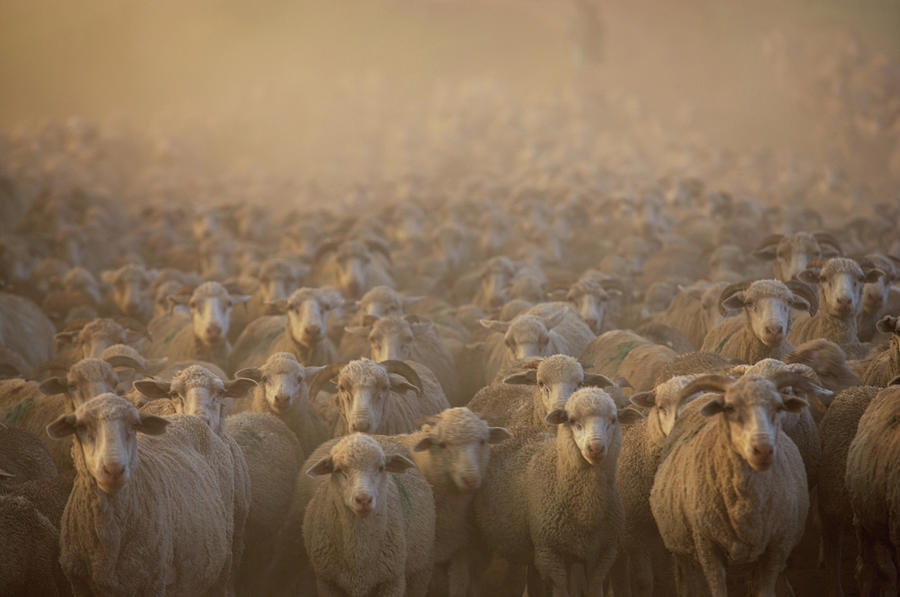 Flock Of Domestic Sheep Ovis Aries Photograph by Gallo Images/george Brits