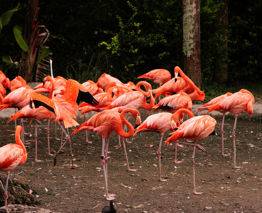 Miami Photograph - Flock Of Flamingos by Fyza Hashim
