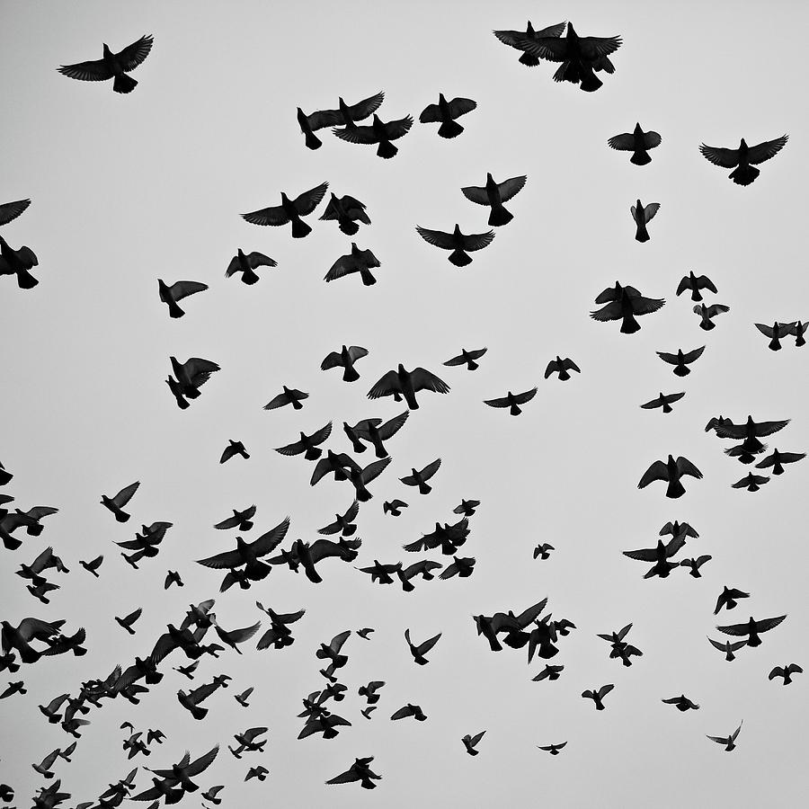 Flock Of Flying Pigeons Photograph by Photography By Ellen L. Soohoo