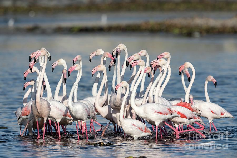 Flock Of Greater Flamingoes Foraging Photograph by Tony Camacho/science Photo Library
