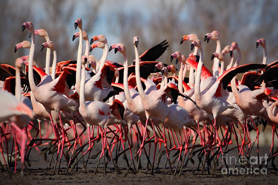 flock of flamingos