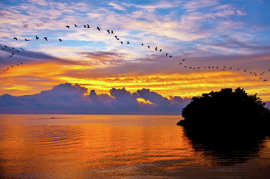 Flock of Ibis fly over Biscayne Bay Photograph by Edgar Estrada