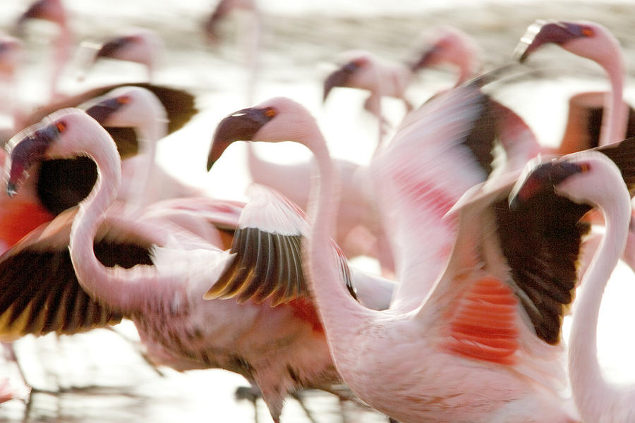 Flock Of Lesser Flamingo Photograph by Winfried Wisniewski
