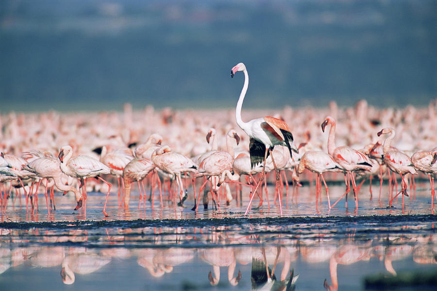 flock of flamingos