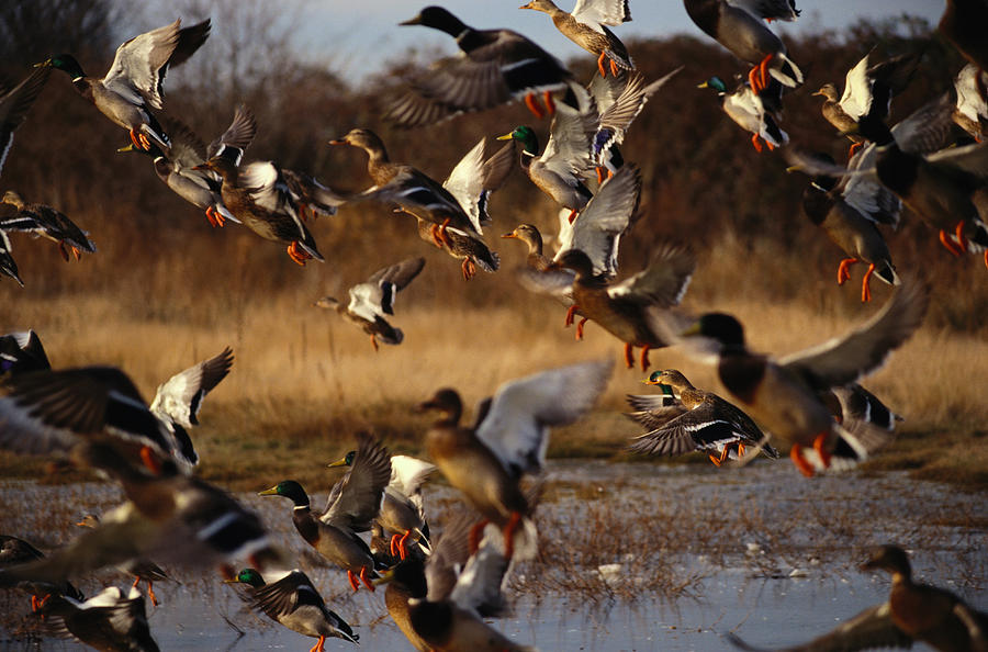 Flock Of Mallard Ducks Anas Photograph by Art Wolfe