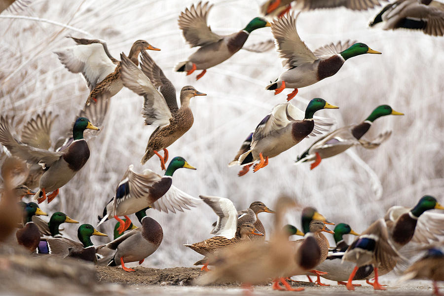 Flock Of Mallard Ducks Taking Off, Lake Csaj, Pusztaszer, Hungary ...