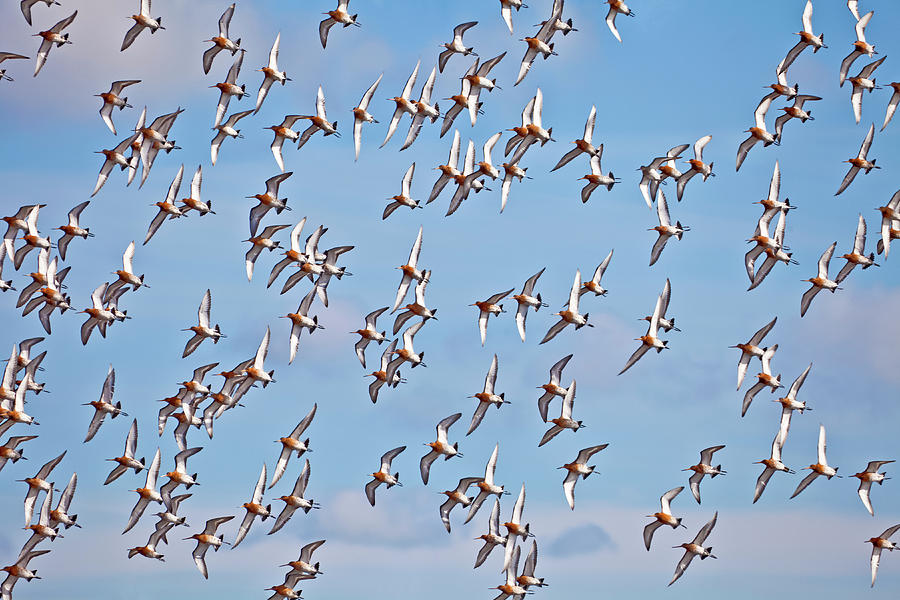 Flock Of Migrating Black-tailed Godwits Photograph by Soopysue
