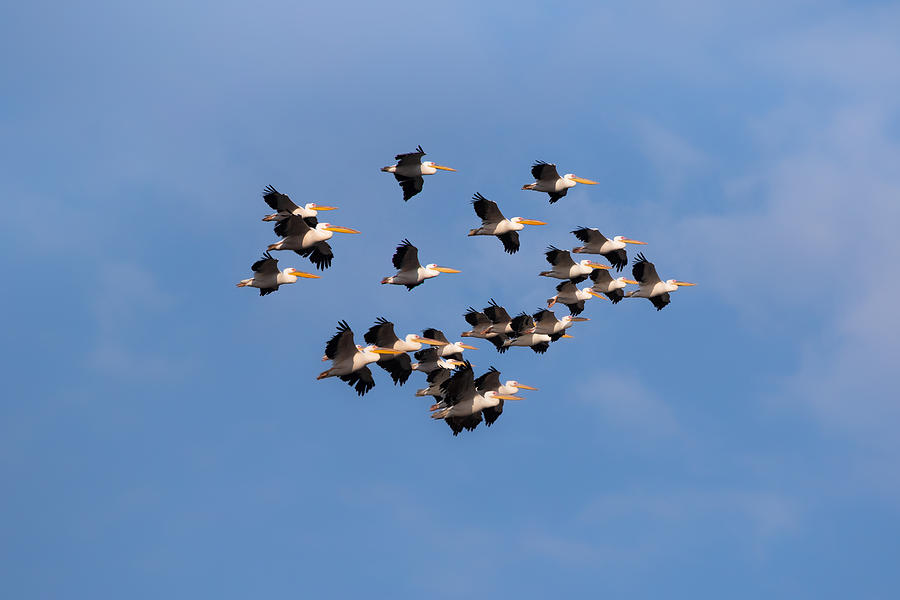 Nature Photograph - Flock Of Pelicans In Flight by Natalia Rublina