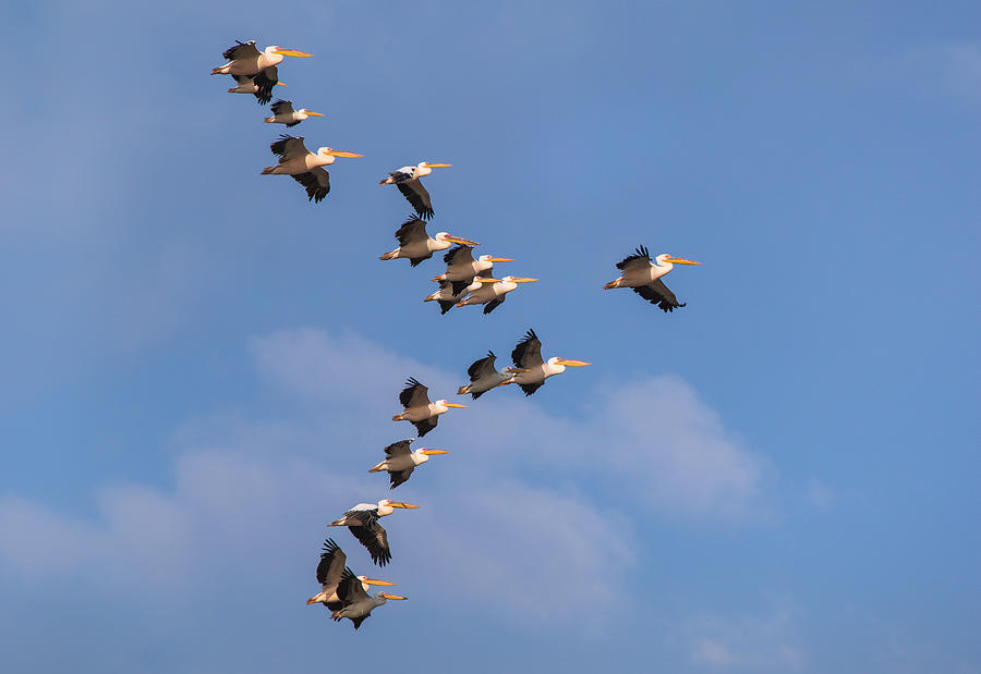 Flock Of Pelicans In The Sky Photograph by Natalia Rublina