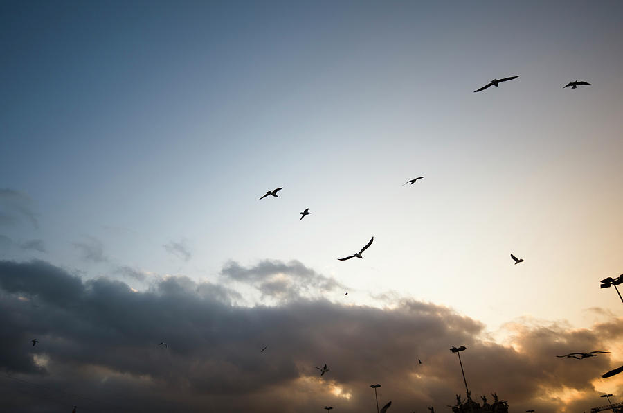 Flock Of Pigeon Flying In The Sky At Photograph by Franckreporter