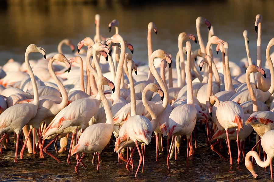 Flock Of Pink Flamingos Digital Art by Anna Serrano