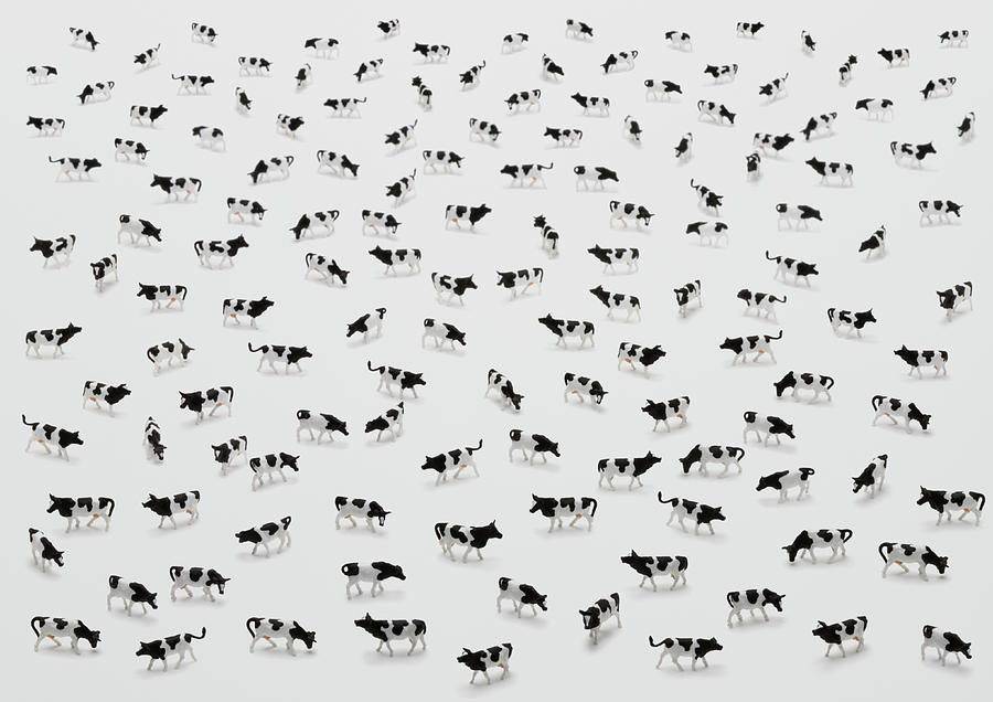 Flock Of Plastic Cows Photograph by H&c Studio