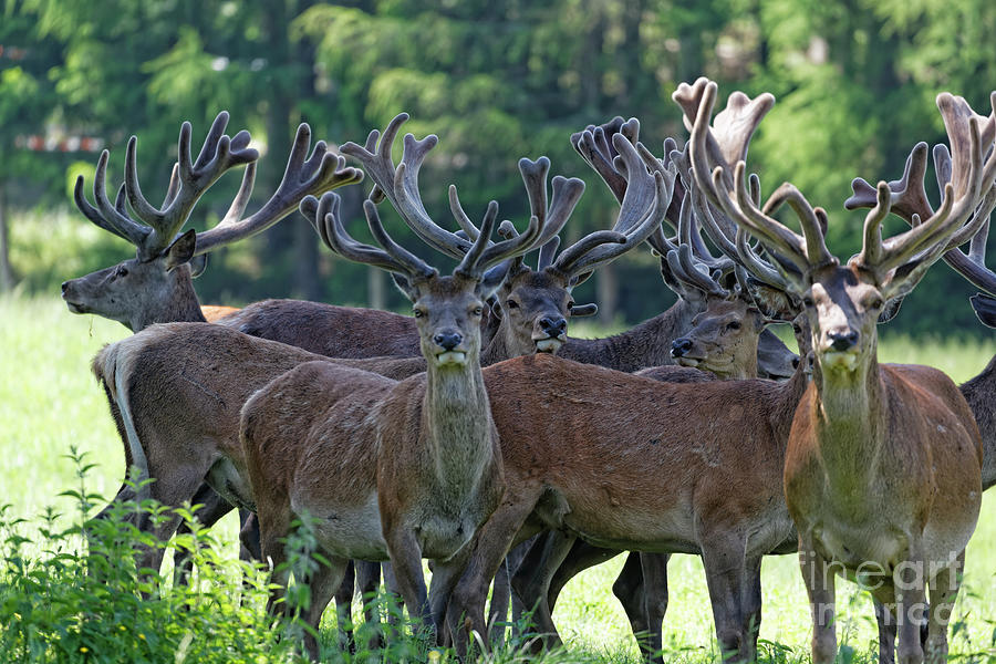 Flock Of Red Stags, Cervus Elaphus Photograph by Westend61