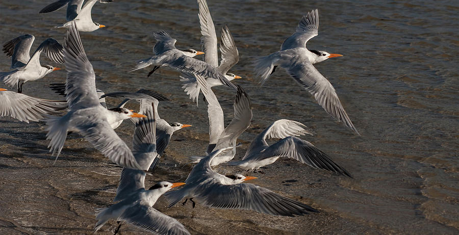 Flock Of Royal Terns In Flight Photograph by Melinda Moore