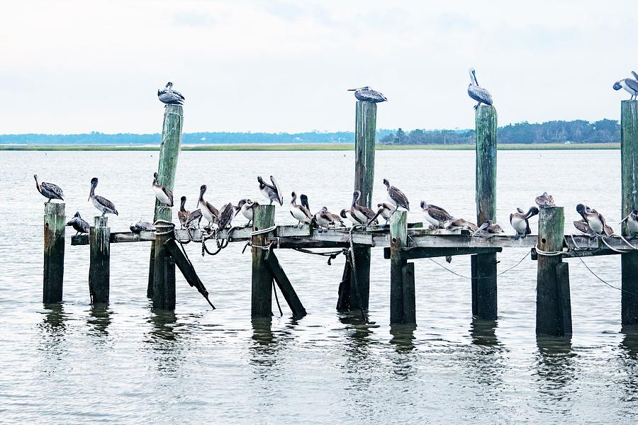 Flock of Seagulls - I Mean Pelicans Photograph by Mary Ann Artz