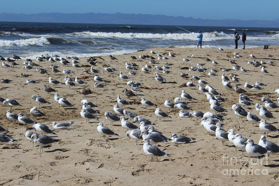 Flock of Seagulls Photograph by Katherine Erickson