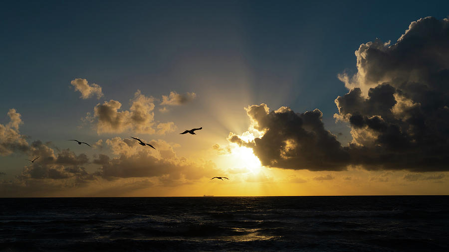 Flock of Seagulls Sunrise Delray Beach Florida Photograph by Lawrence S Richardson Jr