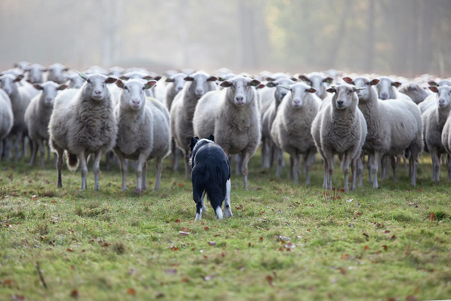 Flock Of Sheep And Dog Photograph by Marcusrudolph.nl