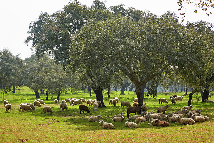 Flock Of Sheep Beolw Cork-oaks Near Ferreira, District Beja, Region Of Alentejo, Portugal, Europe Photograph by Brigitte Merz