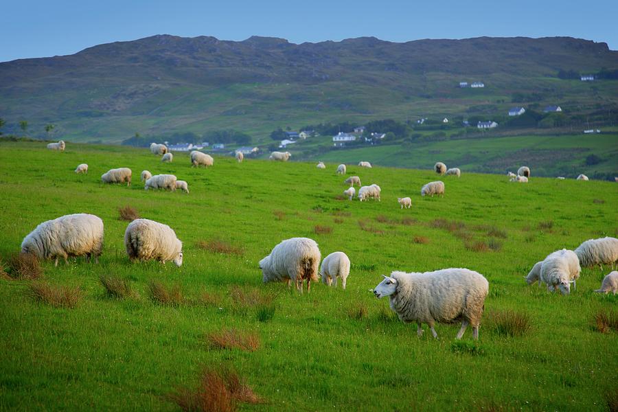 Flock Of Sheep Photograph by Design Pics/don Hammond
