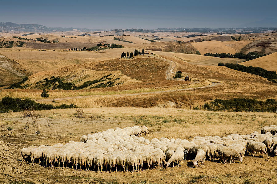 Flock Of Sheep Feeding In Tuscan Field, Italy Digital Art by Walter ...