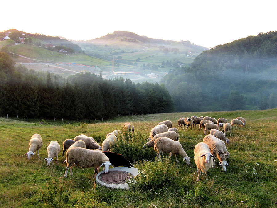 Flock Of Sheep Grazing In Field Photograph by Image By Jack Vimes