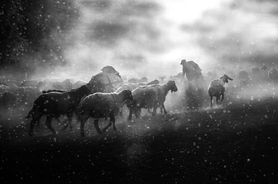 Flock Of Sheep In The Snow Photograph by Ummu Nisan Kandilcioglu