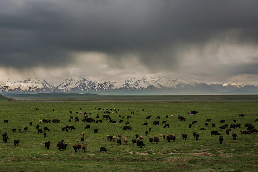 Flock Of Sheep In Transala Mountains, Kyrgyzstan, Asia Photograph by Priska Seisenbacher