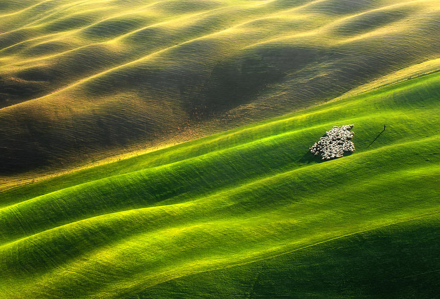 Sheep Photograph - Flock Of Sheep... by Krzysztof Browko