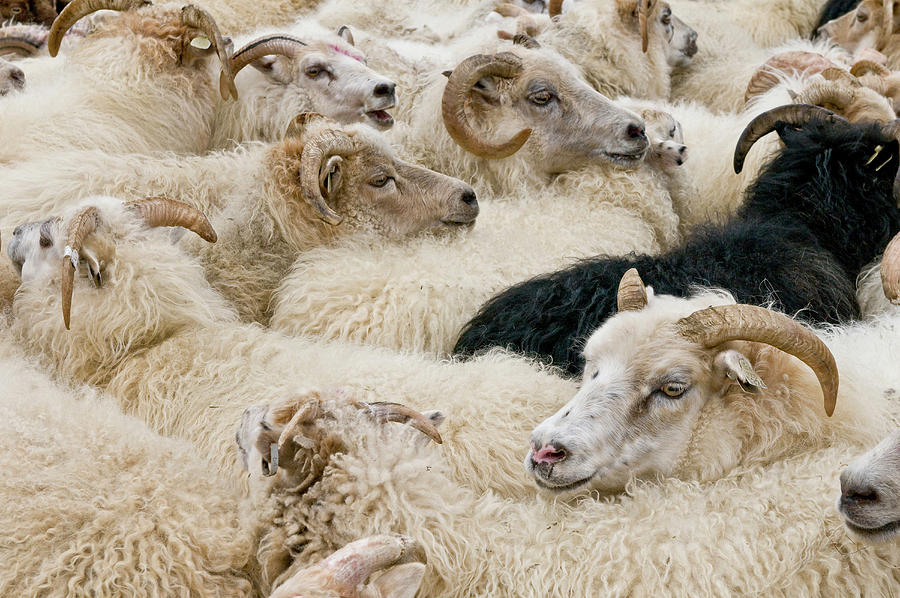 Flock Of Sheep Near Hofn, Iceland, Scandinavia, Europe Photograph by Daniel Schoenen Fotografie