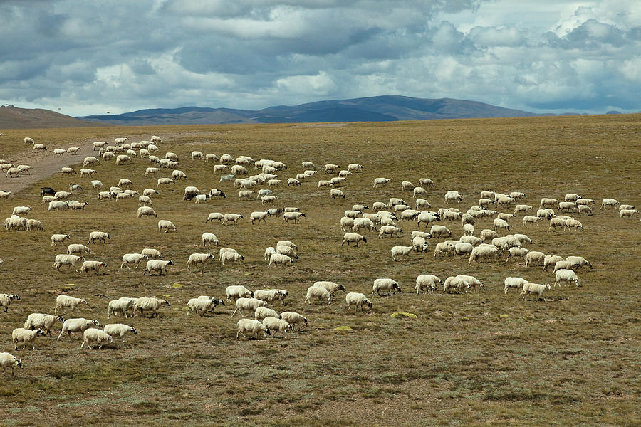 Flock Of Sheep On The Tibetan Plateau, Tibet Autonomous Region, People ...