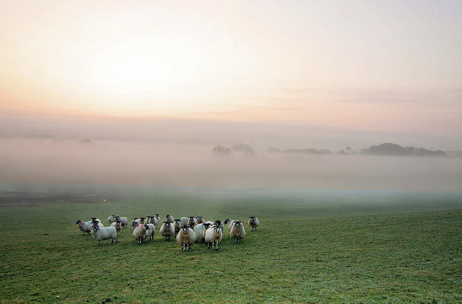 Flock Of Sheep Photograph by //tom O Hare// Images//