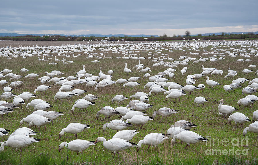 Flock of Snow Geese Feeding in Field by Valerie Garner Flock of Snow Geese Feeding in Field by Valerie Garner