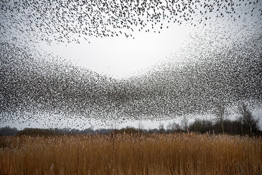 Nature Photograph - Flock Of Starlings by Franke De Jong