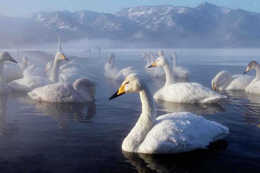 Flock Of Swans Swimming In Remote Lake Photograph by Pixelchrome Inc
