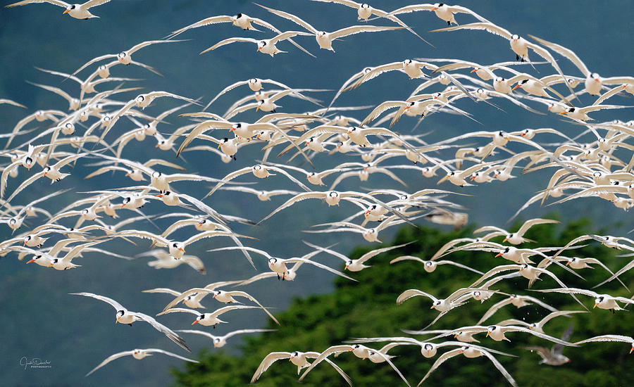 Flock of Terns Flying Through Photograph by Judi Dressler