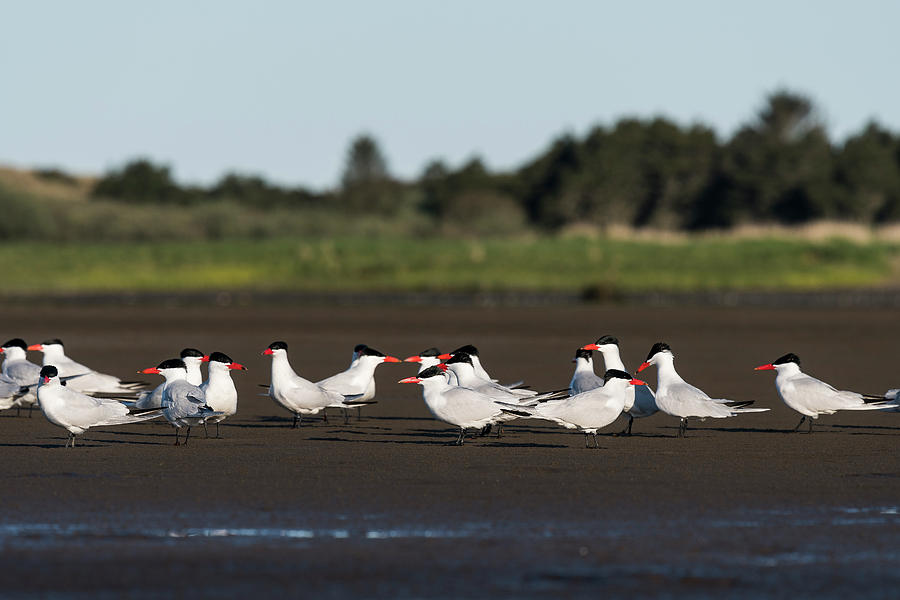 Flock of Terns Photograph by Robert Potts