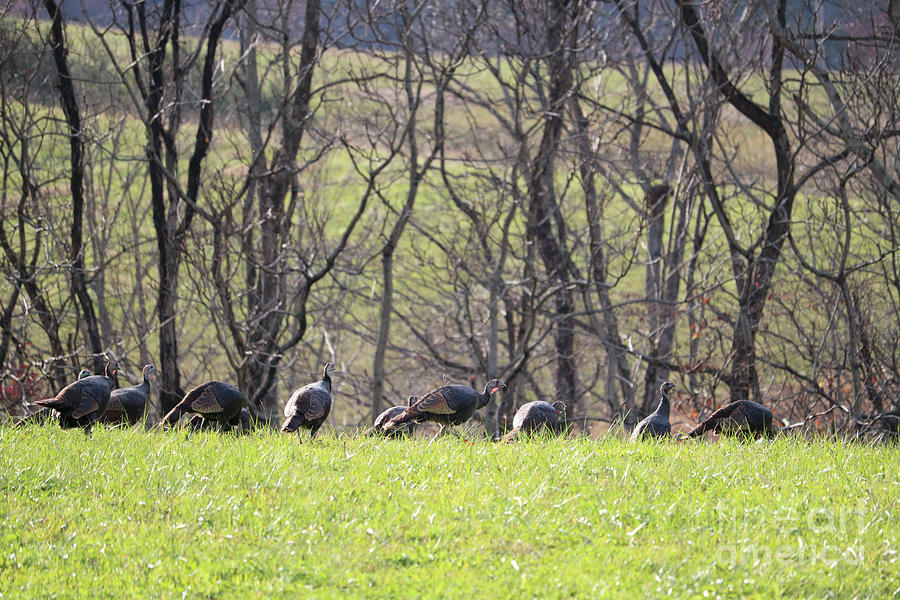 Flock of Turkeys Photograph by Carol Groenen