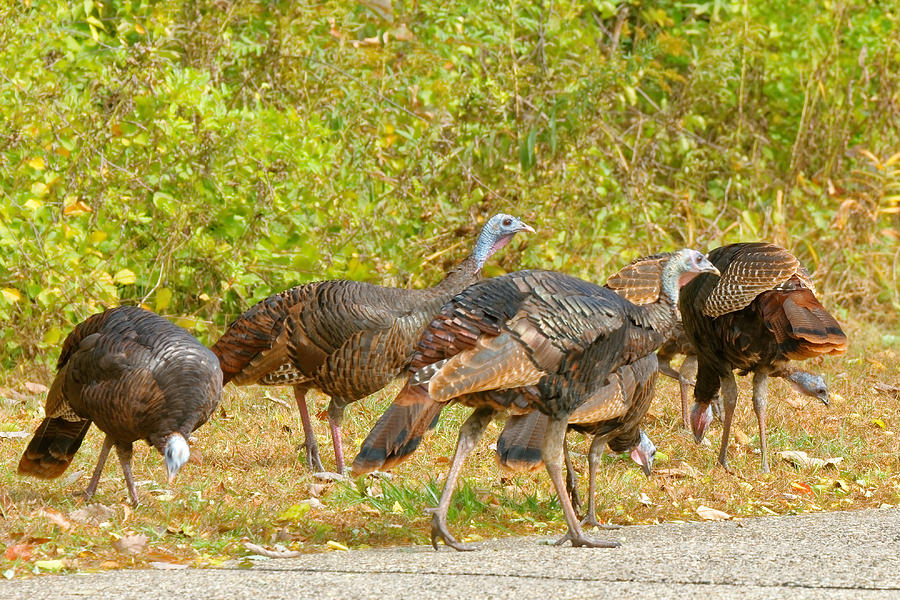 Flock of turkeys Photograph by Peter Ponzio