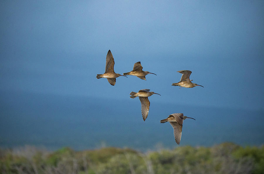 Flock Of Whimbrels , Regular Migrant From Arctic, Flying Photograph by ...